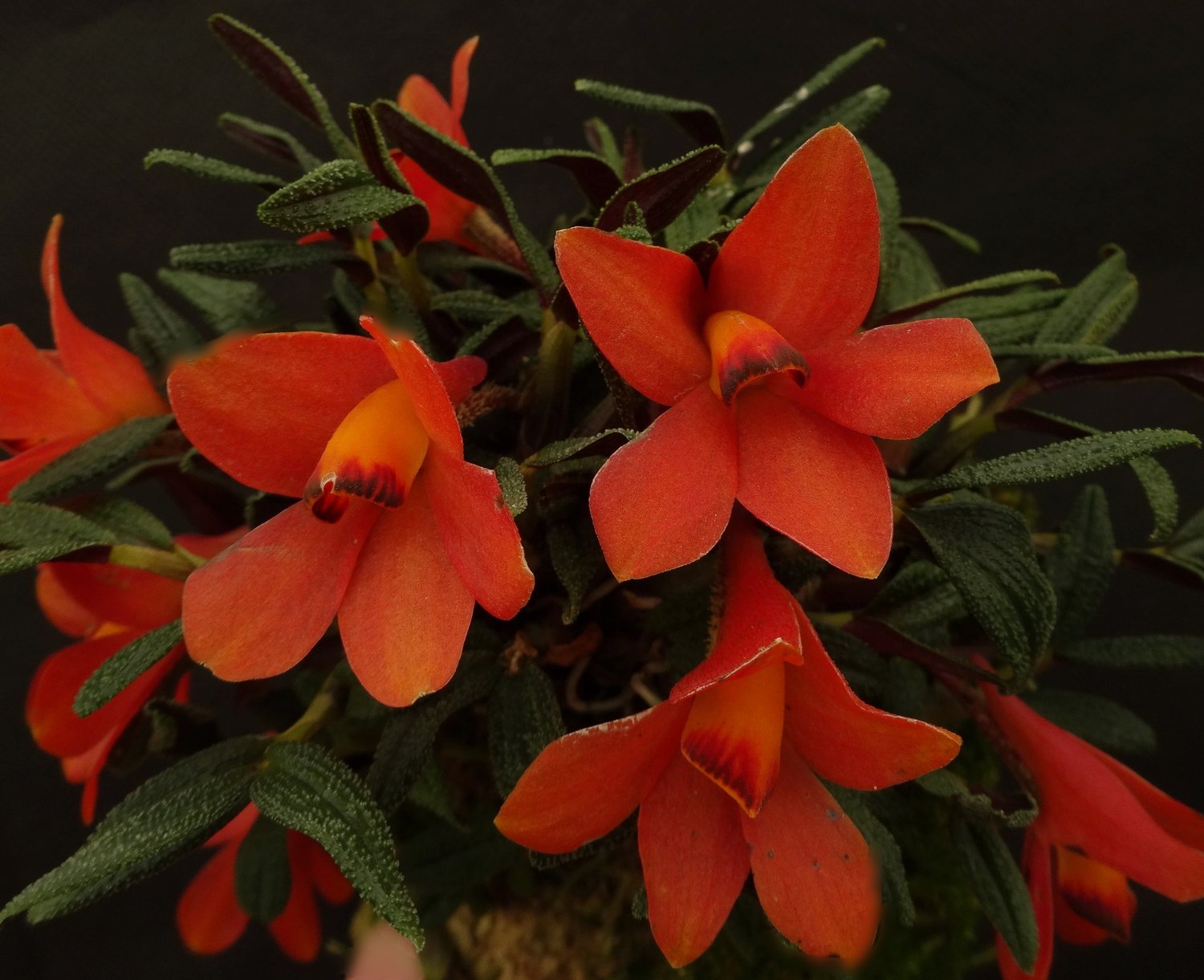 Kết quả hình ảnh cho Dendrobium cuthbertsonii F. Müller