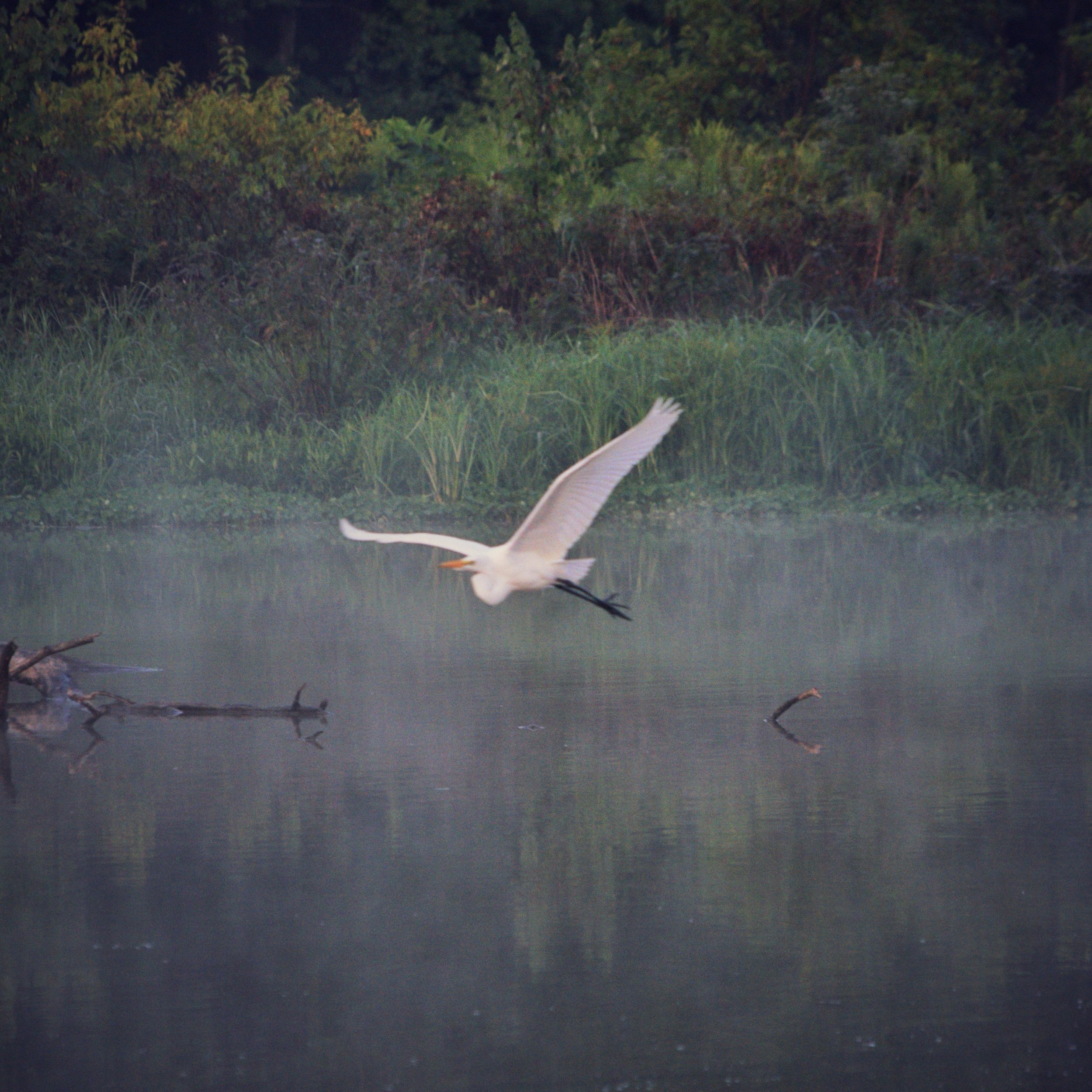 Early Morning Photography at Huntley Meadows Park: A Serene Escape