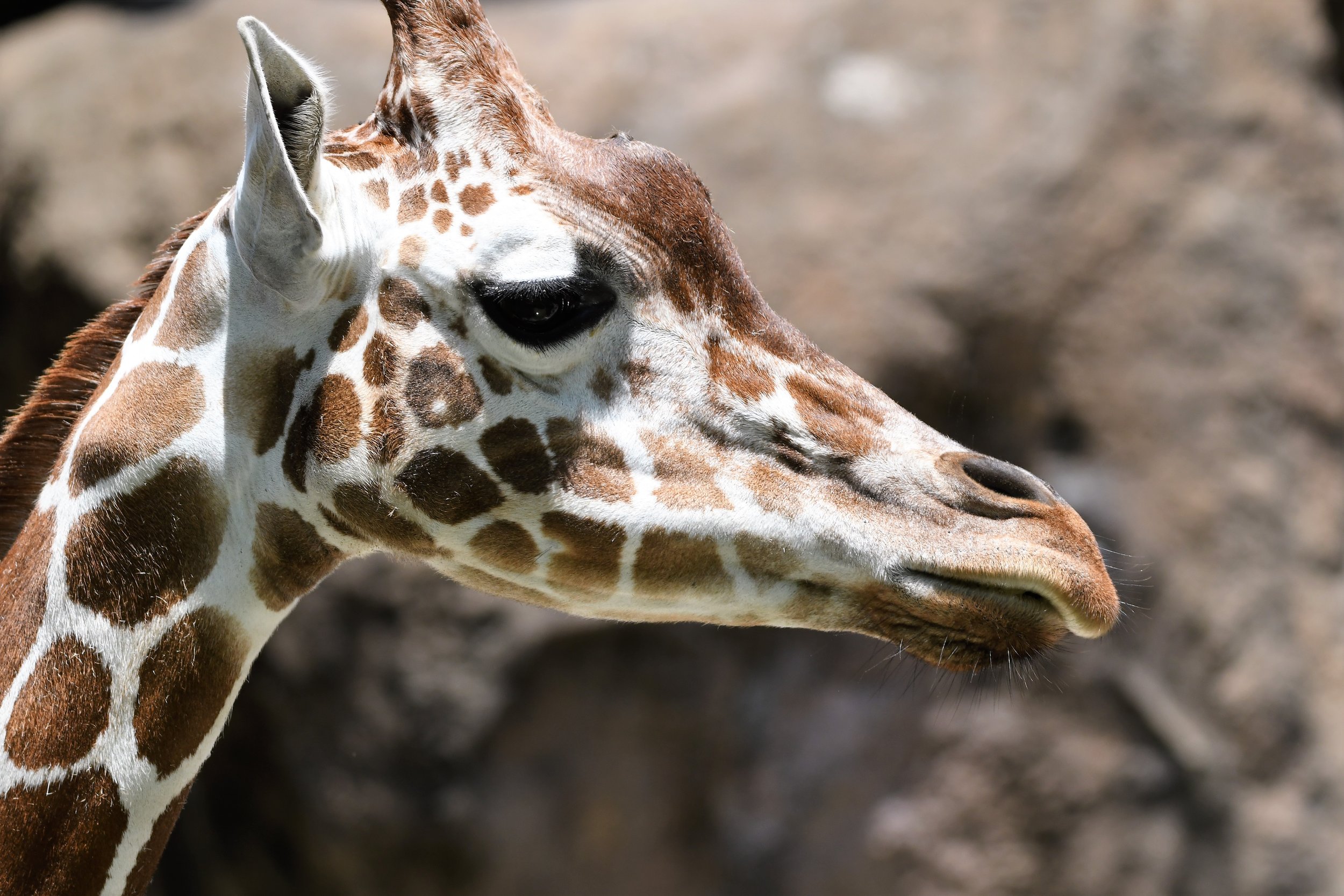 giraffe close up.JPG