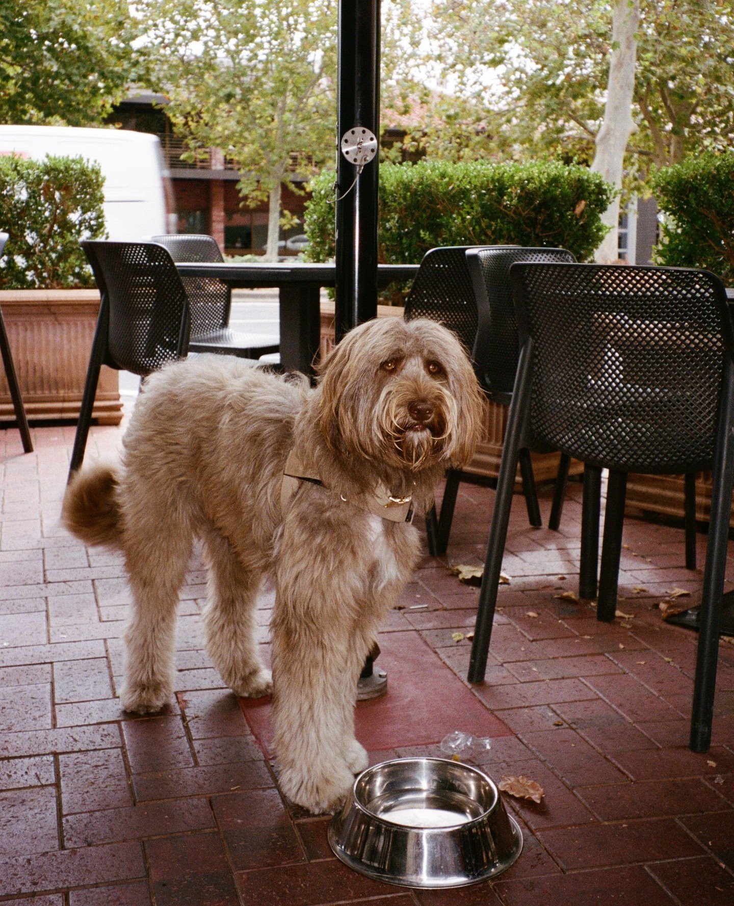 The Bar Torino doggo in residence, George, ready and waiting for all the pats this weekend. ⁠
⁠
See you soon!⁠
⁠
#BarTorino