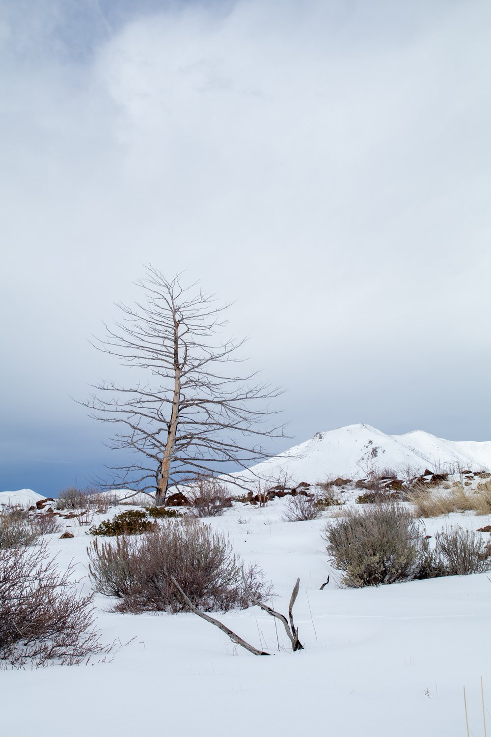 Tree Above a Canyon. Idaho. Feb. 2024