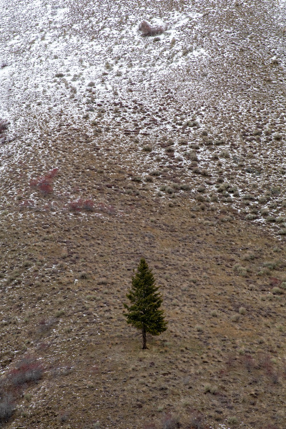 Tree and Hill. Idaho. Feb. 2024.
