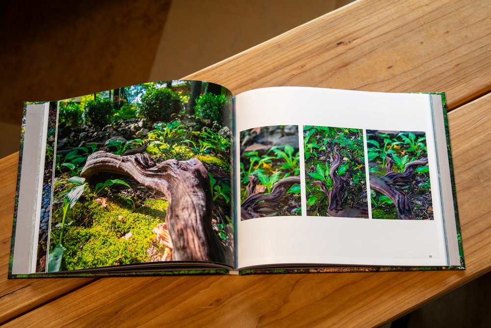 The Magic Forest - photo book project - February 2024