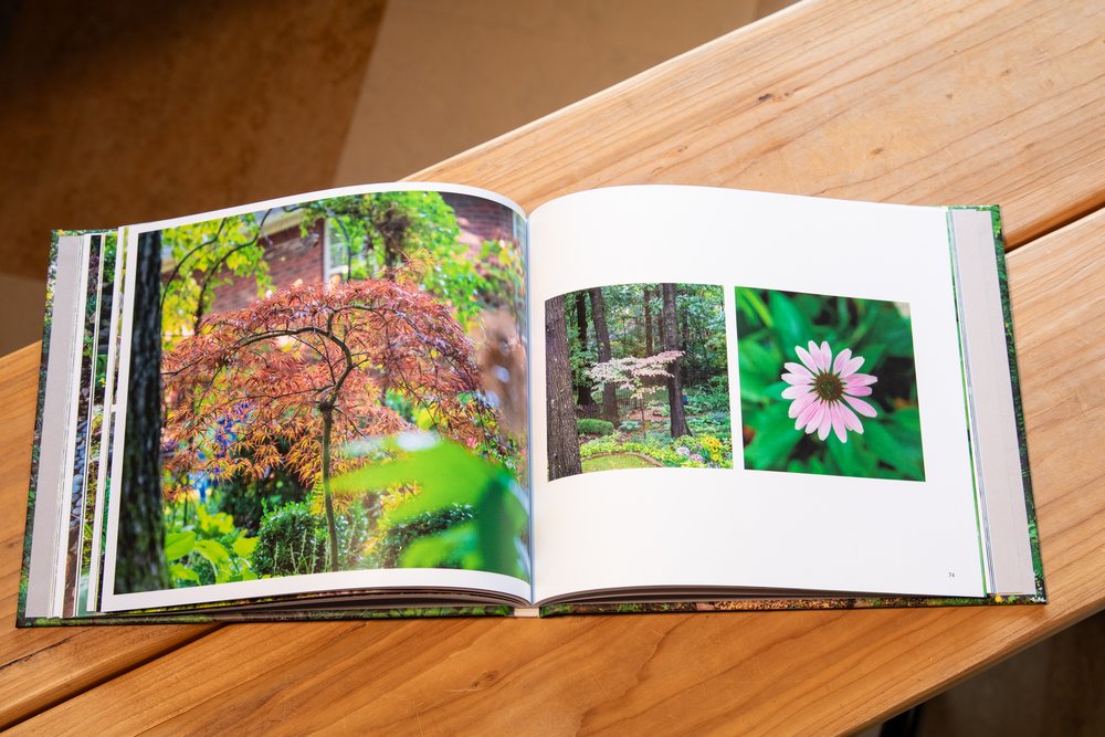 The Magic Forest - photo book project - February 2024