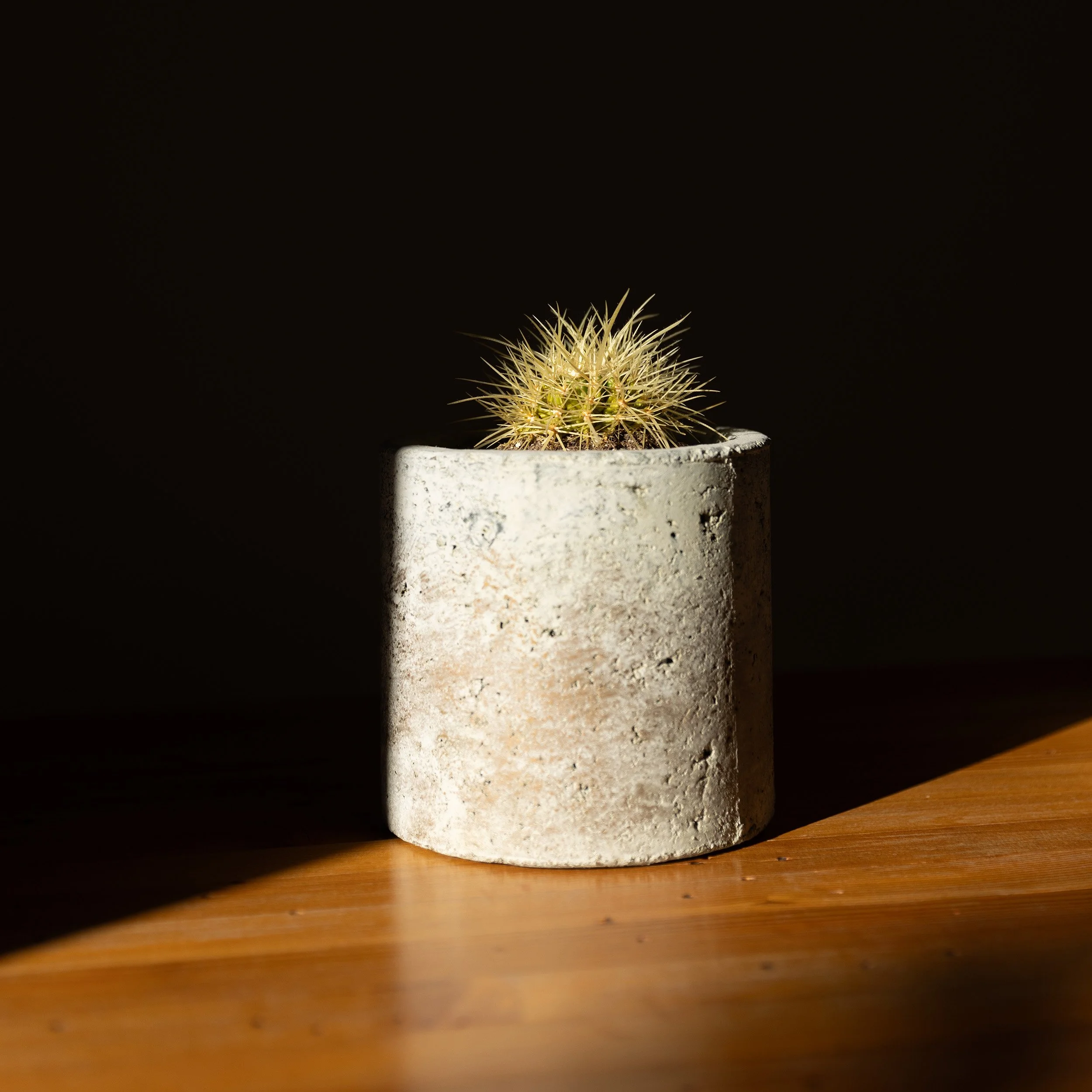 20241108-STUDIO-Cactus-3348-2500x2500.jpg