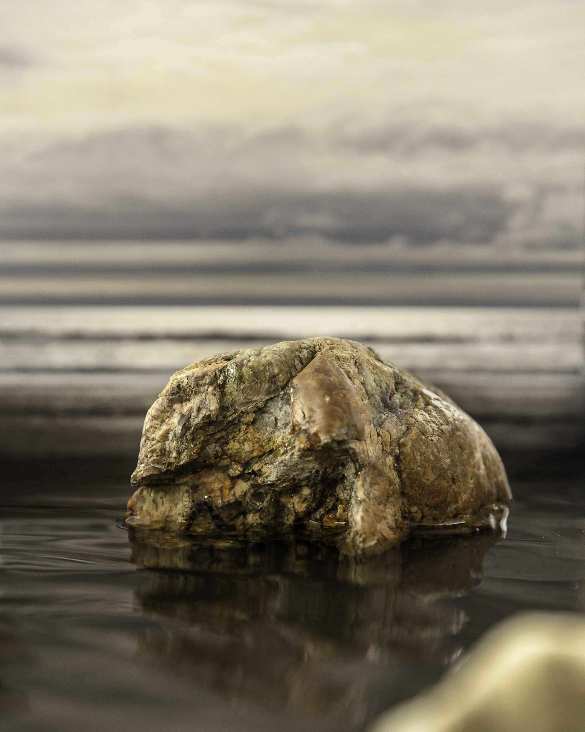 …then out of the forest the rock the sea the day the sunset.