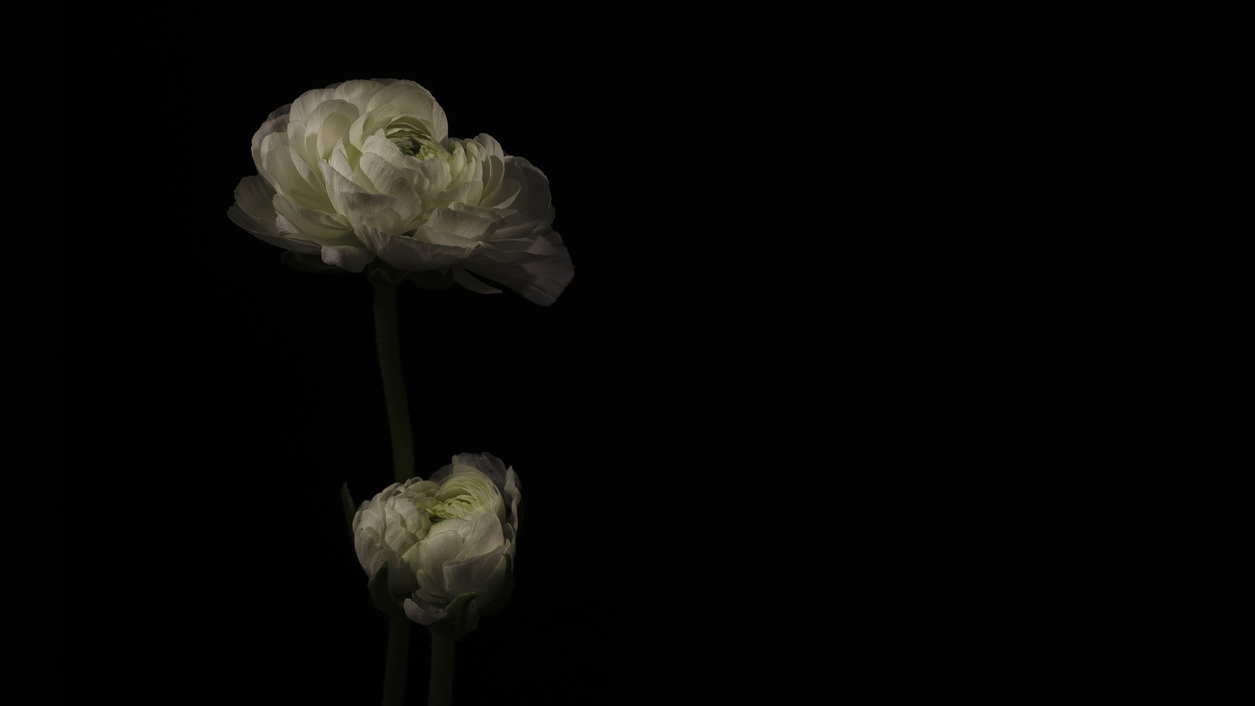 20260418-Dark-Florals-0634-2500x1407.jpg