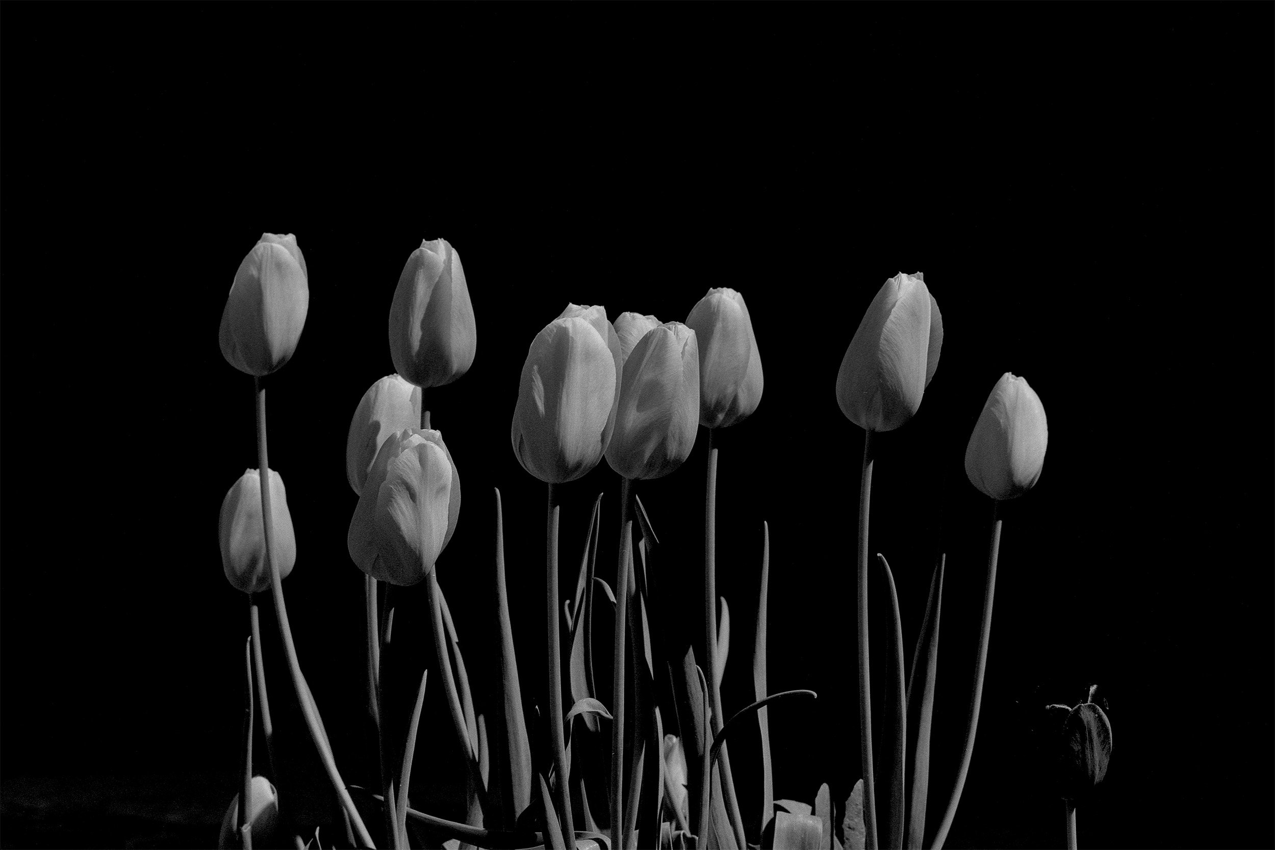 20260427-tulips-on-mamiya-2500x1667.jpg