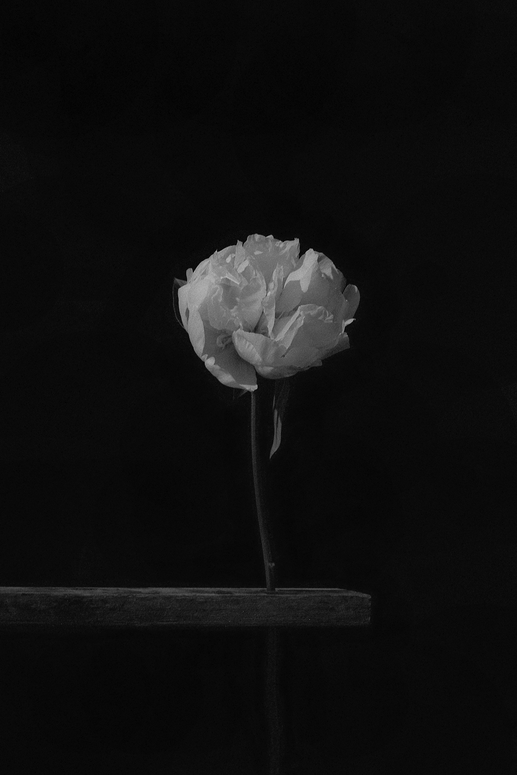 20260601-peony-01.jpg