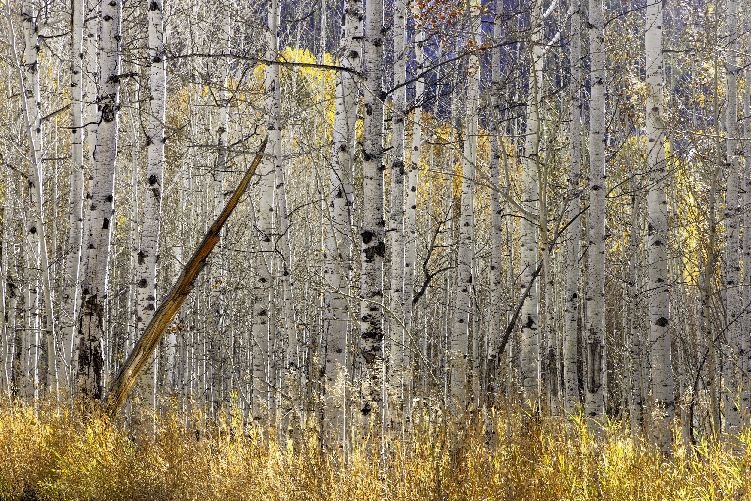 BIRCH-TREES-x2500-8387.jpg