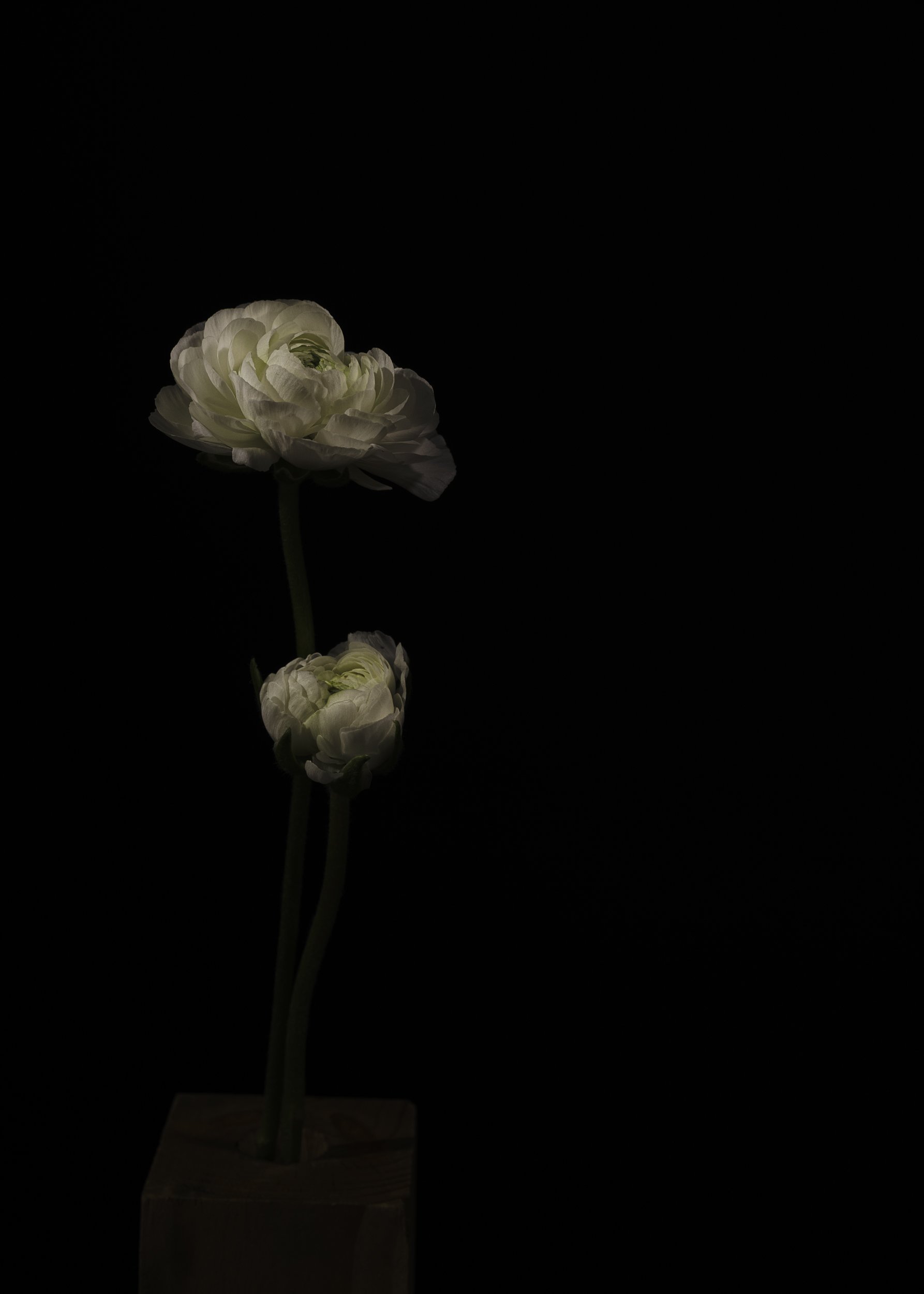 Untitled, Peony