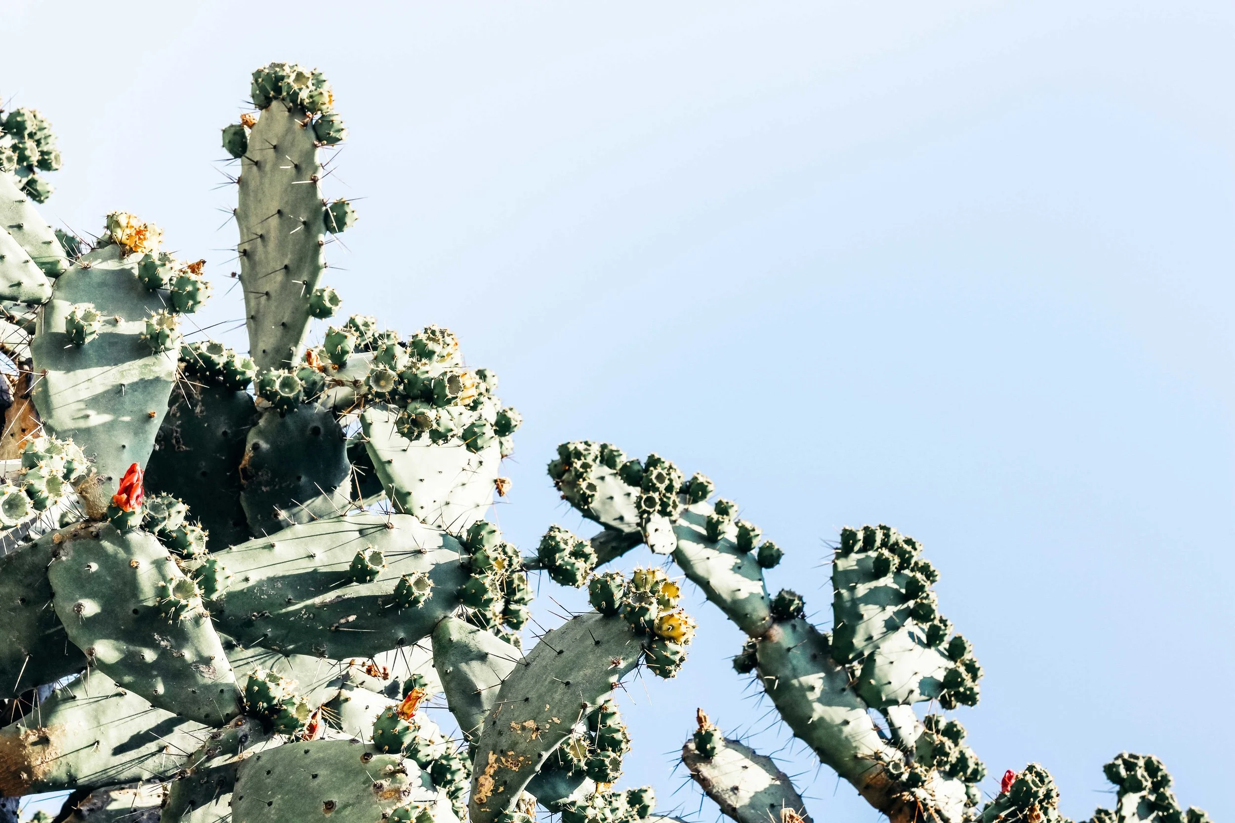 HAVE YOUR SAY + RECEIVE A FREE PEPPA HART PRINT