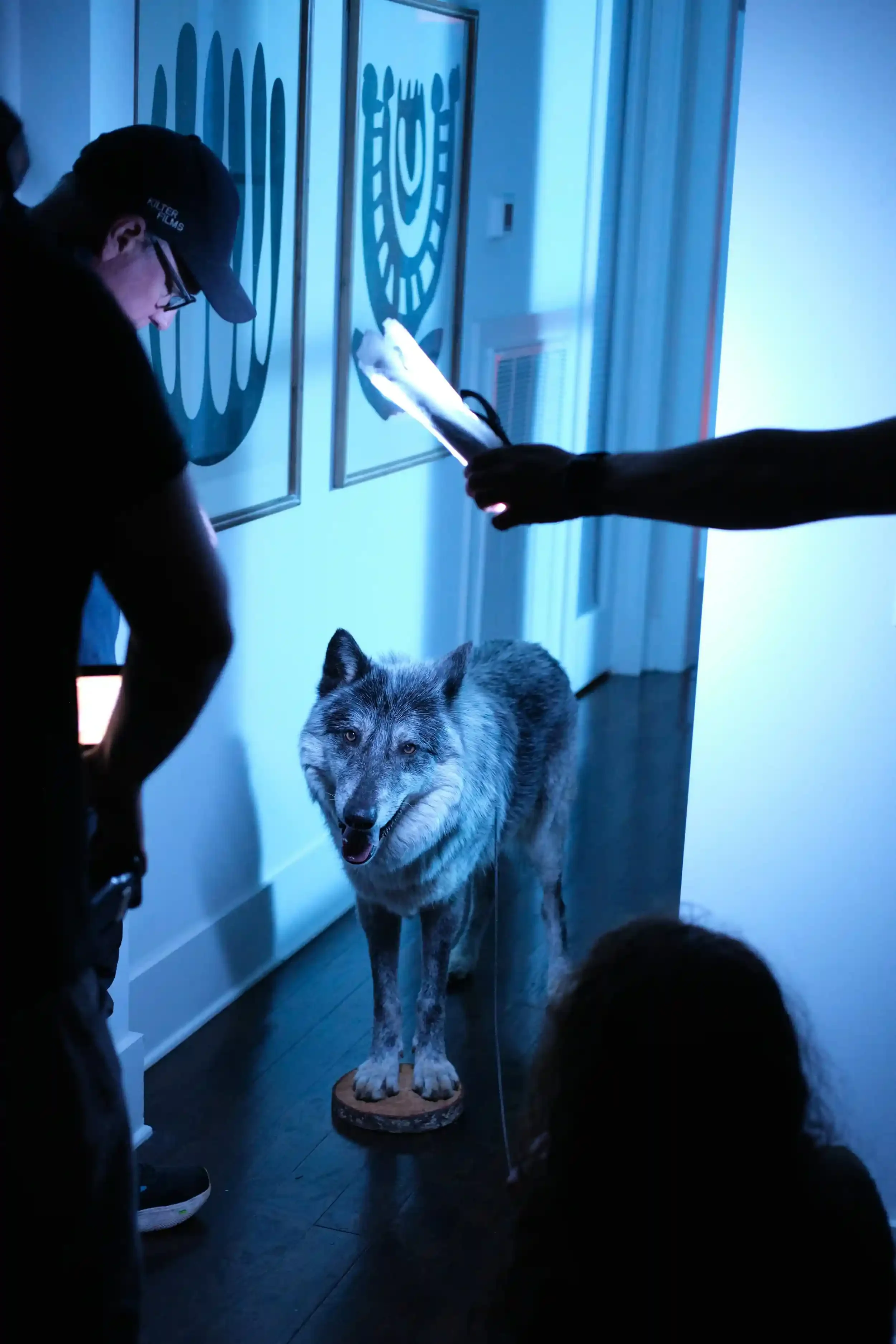 Wolf under a neon light held by the music video production crew for dynamic stage lighting.