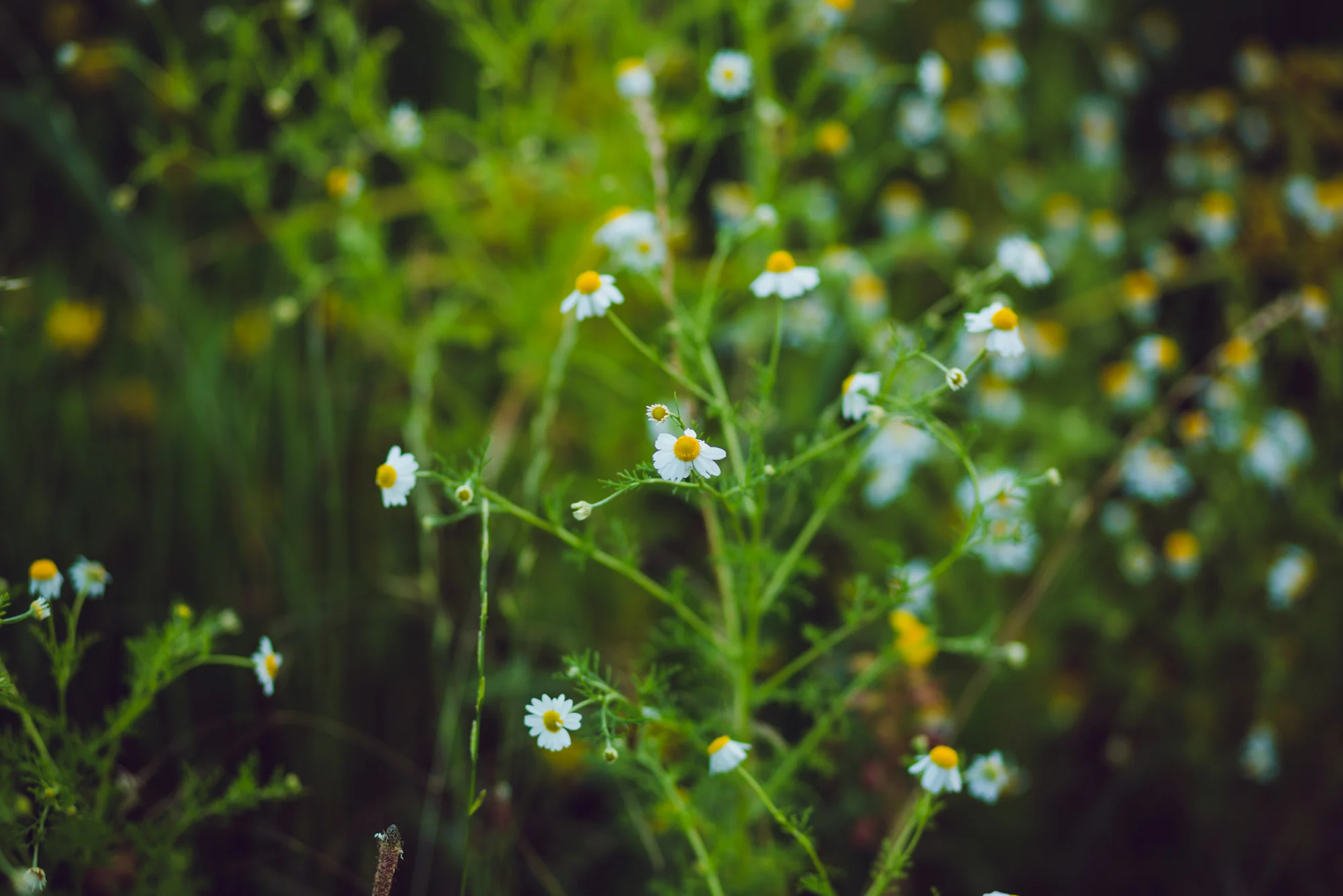 Karl and Elise Engagement-59.jpg