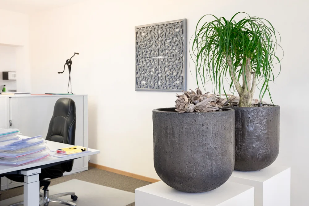 Innenbegrünung Büro.jpg