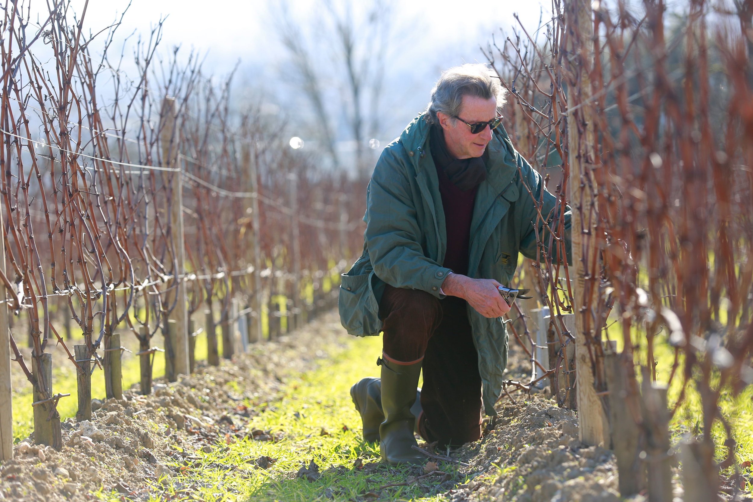 Christian Moueix pruning- 2889.jpg