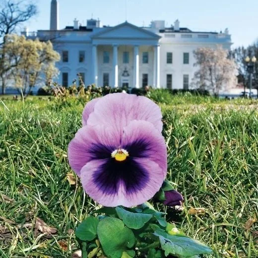 The Pansy Project