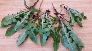 dandelion-root.jpg