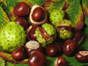 Aesculus-hippocastanum-300x225.gif