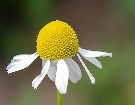 chamomile-children.jpg