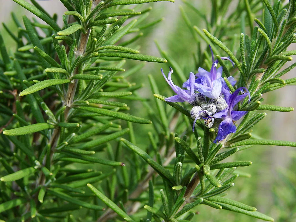 rosemary.jpg