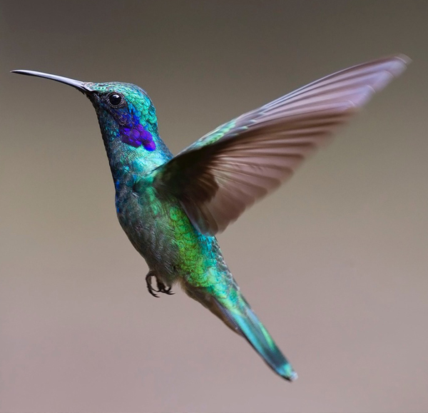 hummingbird.jpg