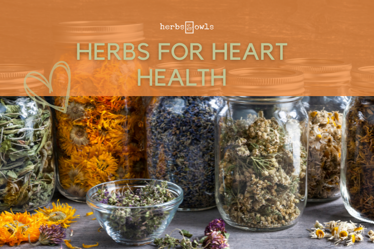 Herbal Medicine Blog Herbs & Owls