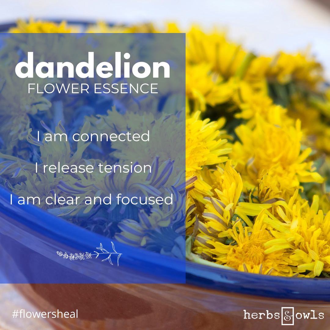 Benefits Of Dandelion Flower Essence Best Flower Site
