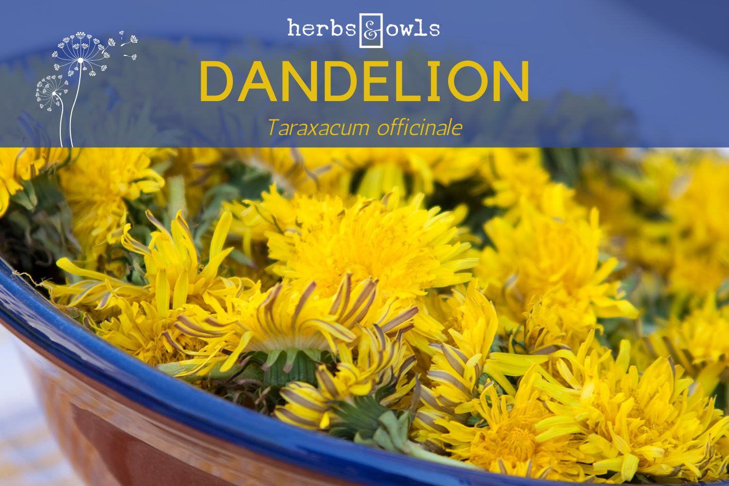 Benefits Of Dandelion Flower Essence Best Flower Site