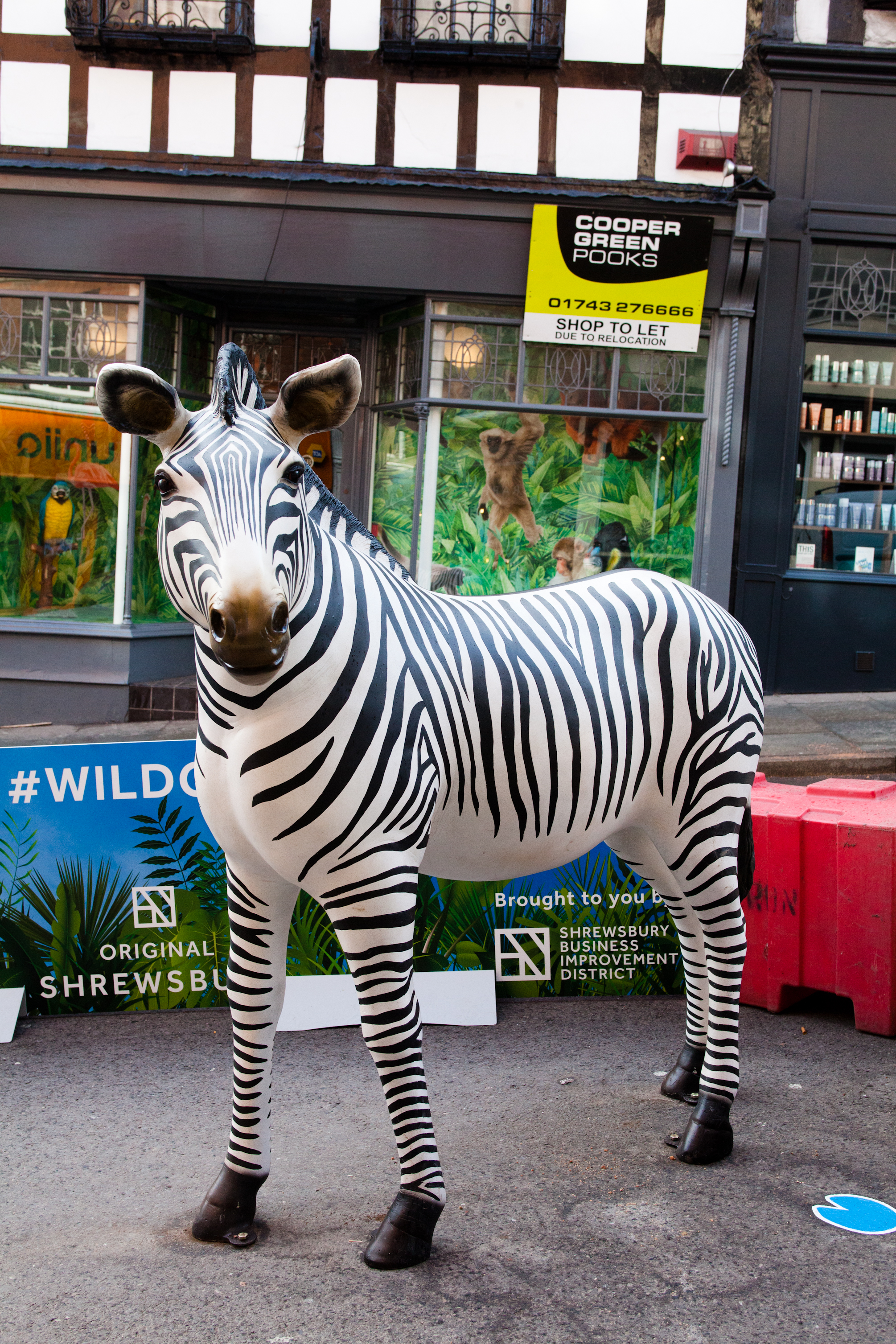  Fibreglass zebra on Wild Cop with branded barriers and window display in background. 