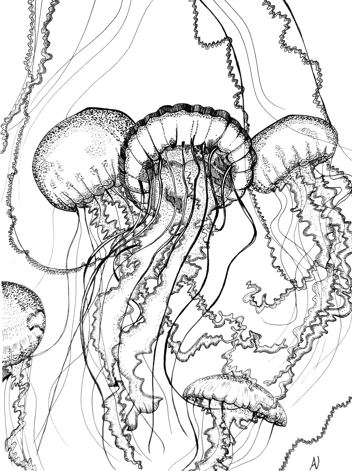 Jellyfish Ball — Alice Northrop