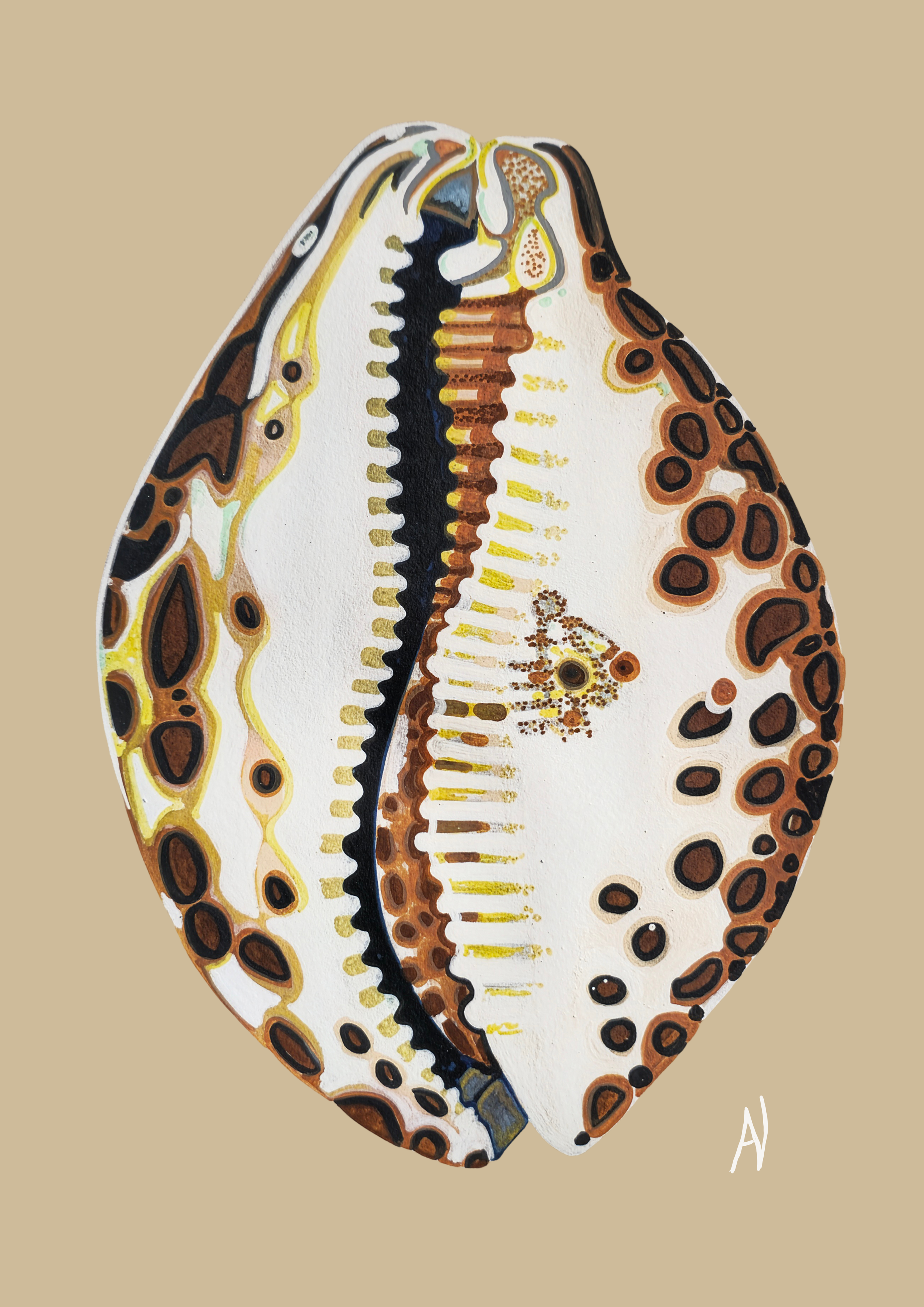 Open shell signed.png