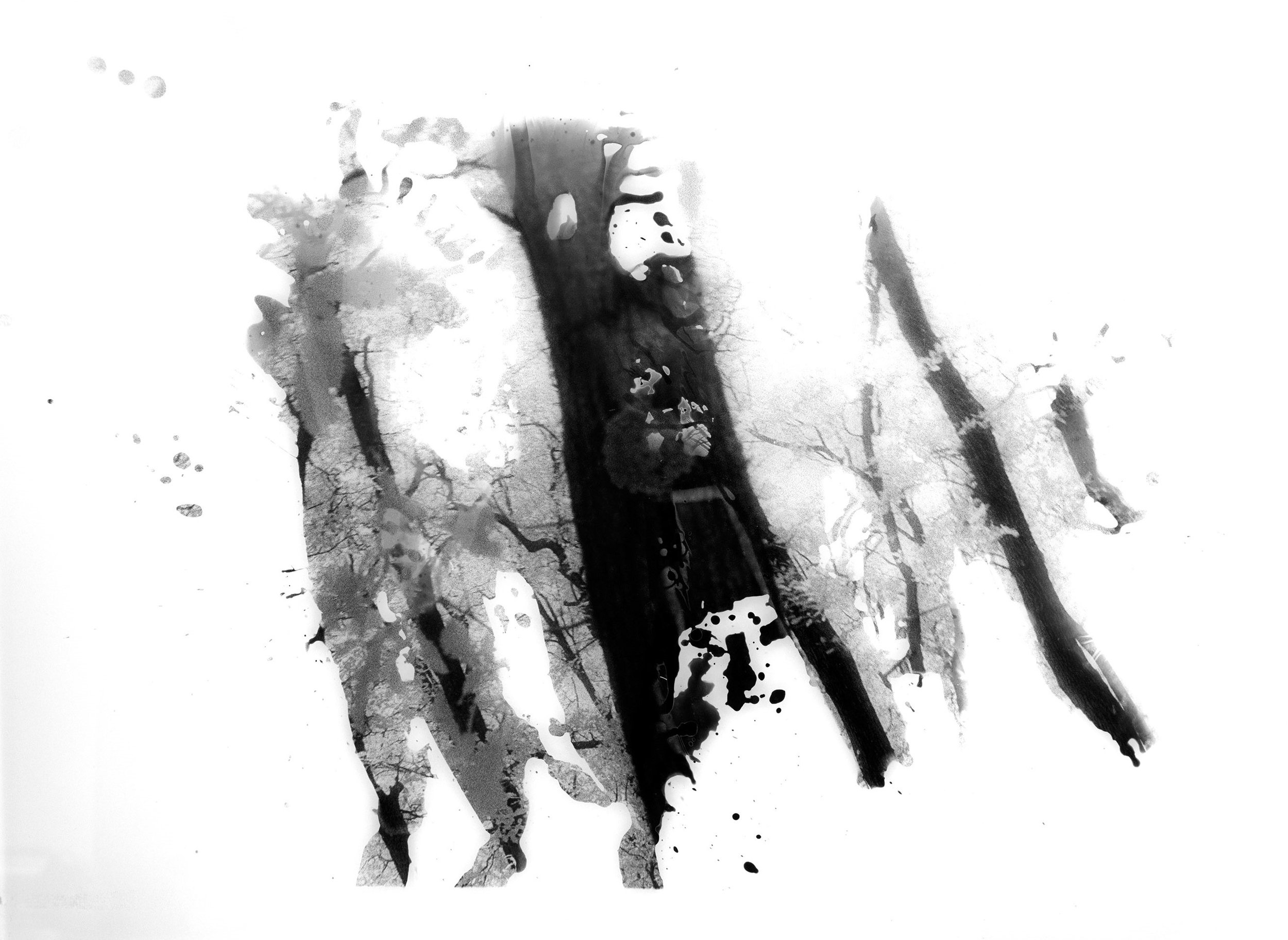 Insights Into Nature Photography on Photosensitive Panchromatic B&W Paper 100cm x 115cm