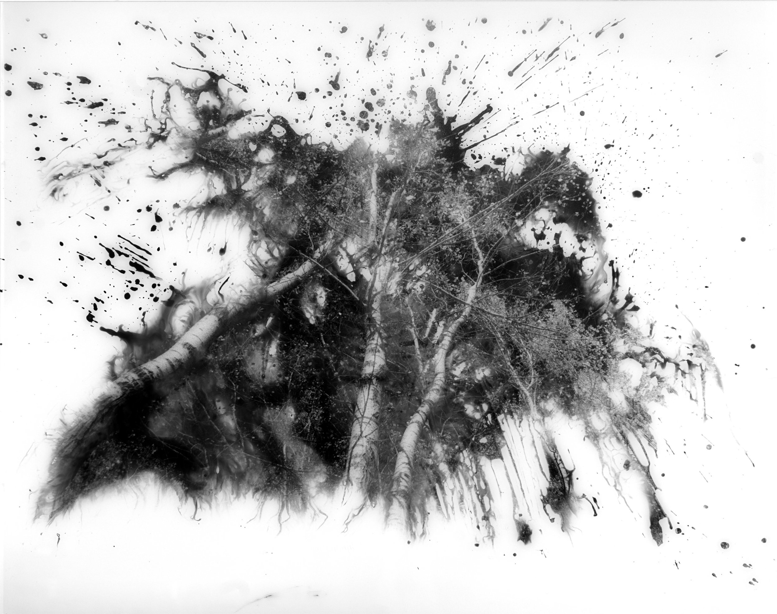 Insights Into Nature Photography on Photosensitive Panchromatic B&W Paper 100cm x 115cm