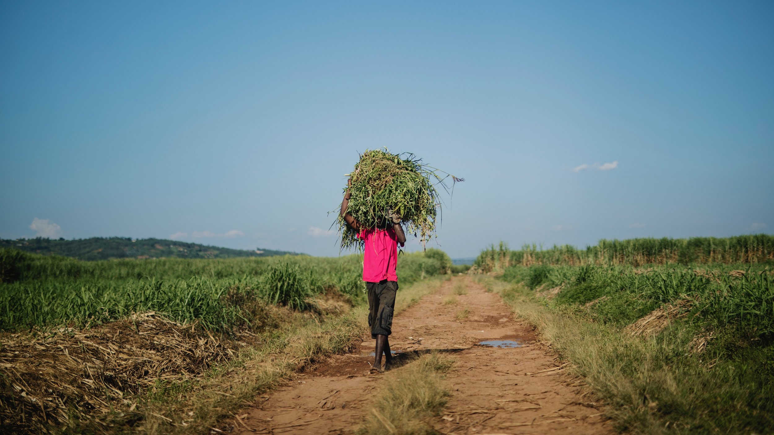   Drivers of success study   African Union 