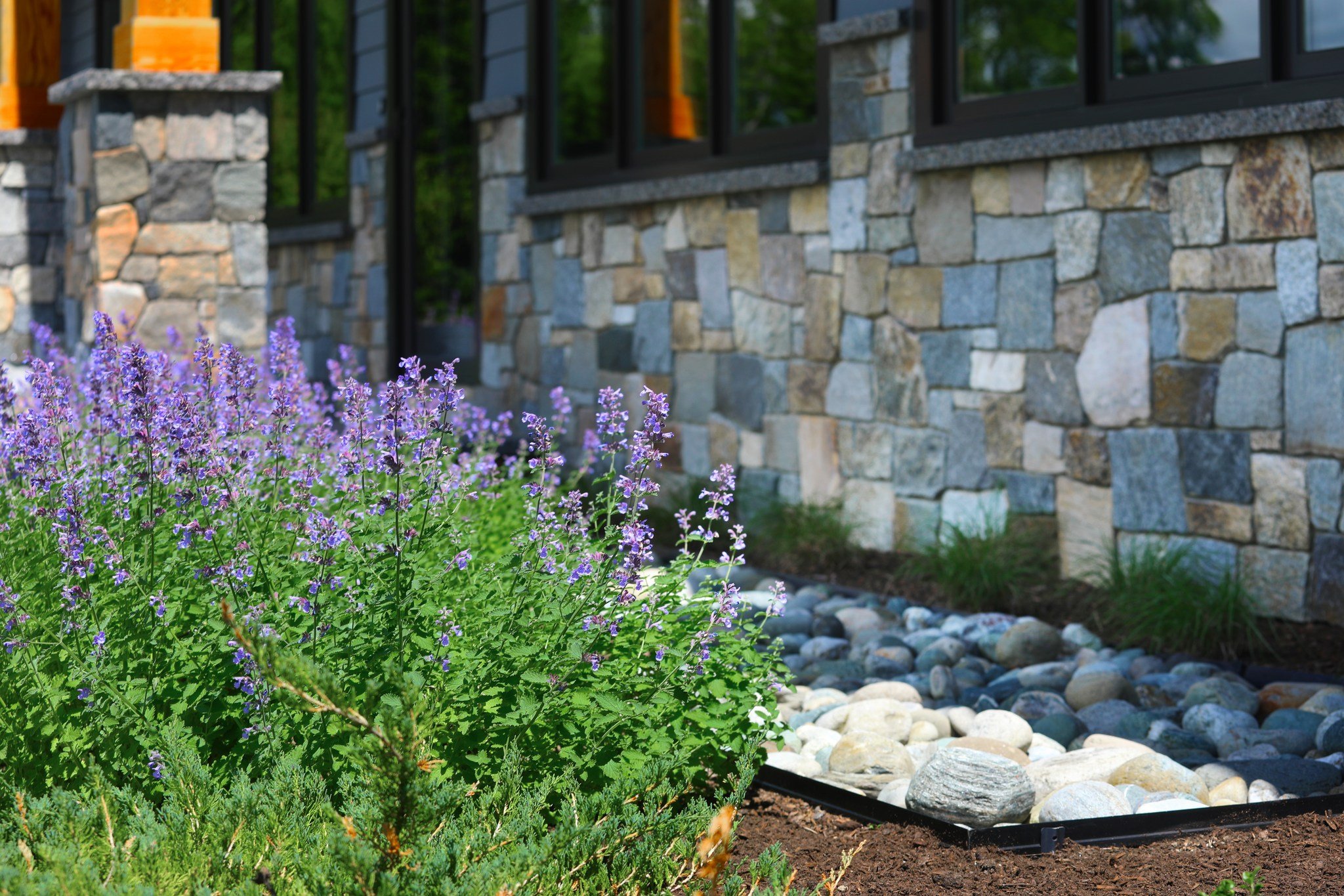 Nepeta faassenii &lsquo;Walker&rsquo;s Low&rsquo; (catmint) thrives in harsh conditions and is a fan-favorite amongst honeybees and bumblebees! We love utilizing this colorful plant on mountain-top properties when wind and water can be of concern.

 