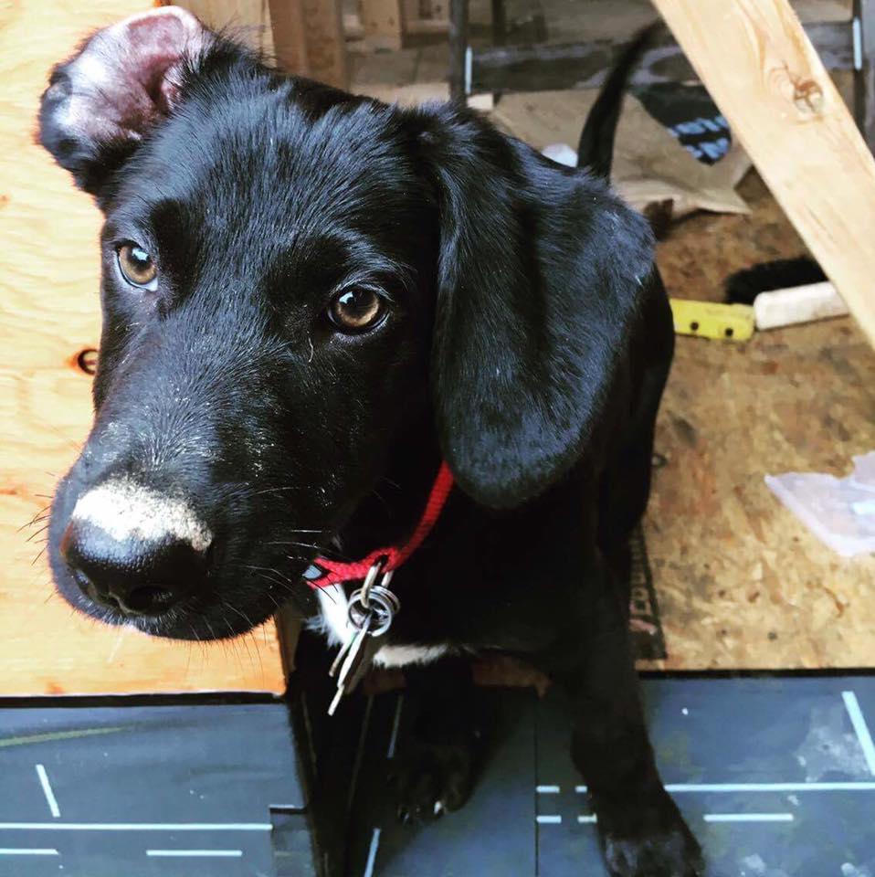 Charley Mopps Brewdog 1.jpg