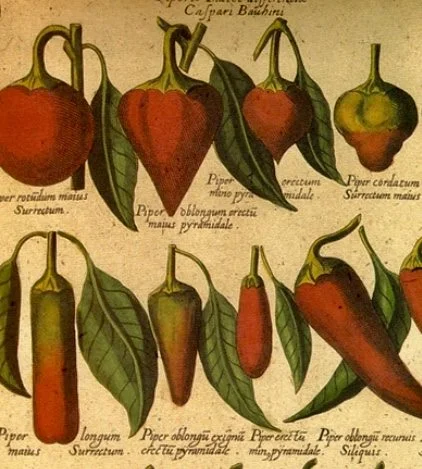 My Spicy Valentine.jpg