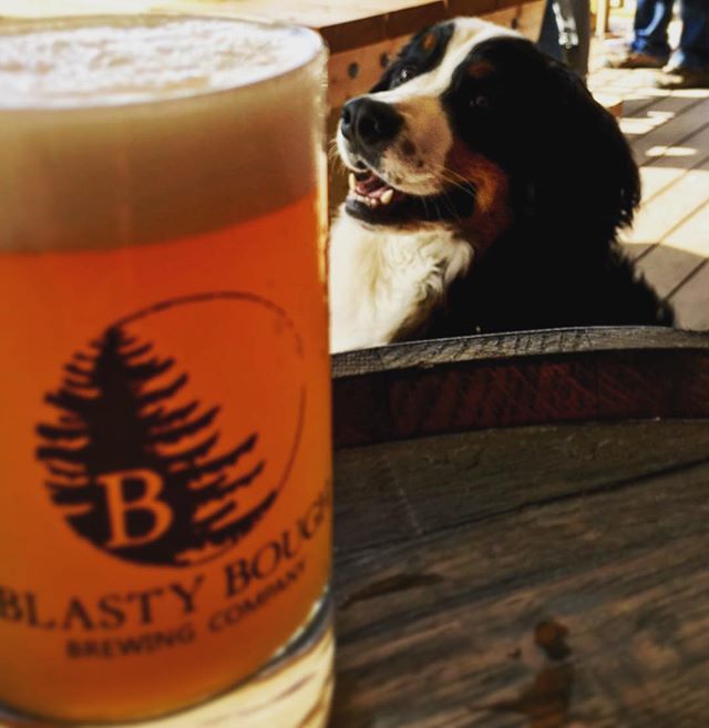 Sully is enjoying the ☀️on the @blastyboughbrewingcompany porch! Come give this Good Doggo some scritches!
