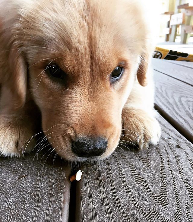 Dis is Henry. He’s 11. 11 weeks, that is. Lookit da fuzzy ears! #fuzzyfriends #sniffthepretzal #pupper