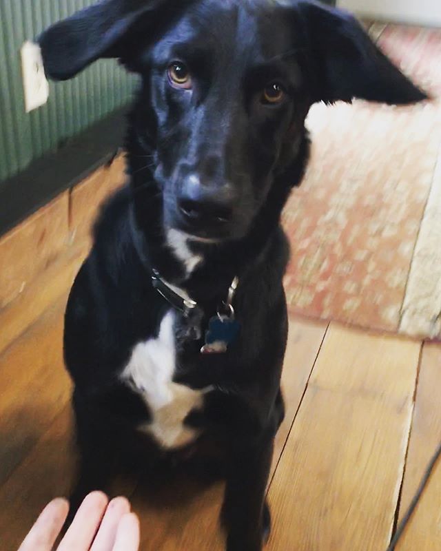 Y’all have taught me some Crowdsourced Tricks! The first: give me your paw. Here is my paw. Isn’t it handsome? Next, how about teaching me to come when I’m called?! #dogtricks #haveablasty #doggo