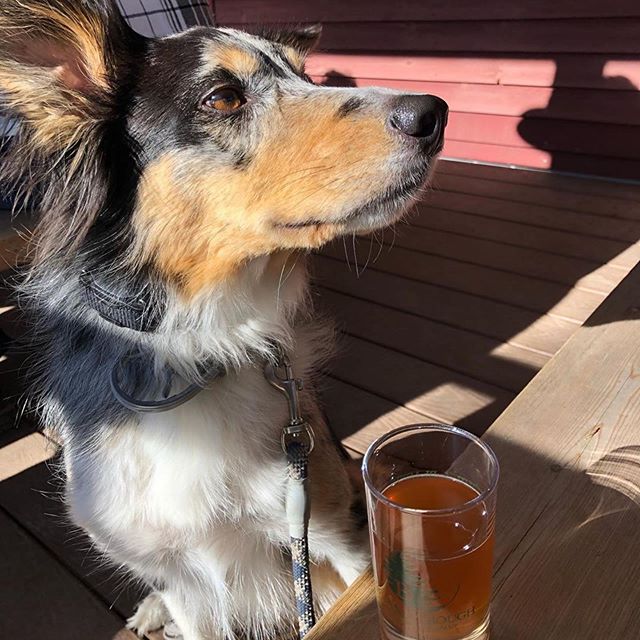 #repost from @katieb731
Happy birthday, doggo fren! 🎉🎂
・・・
Having a #blasty celebrating this crazy pups 21st with all of his favorite things! 🥾 💦 ☀️ 🍻 *
*
#haveablasty #brewdog #21stbirthday #happypawday #bordercollie #bordercolliesoftheworld #bordercolliesofinstagram #bcpuppy #bcsoftheworld