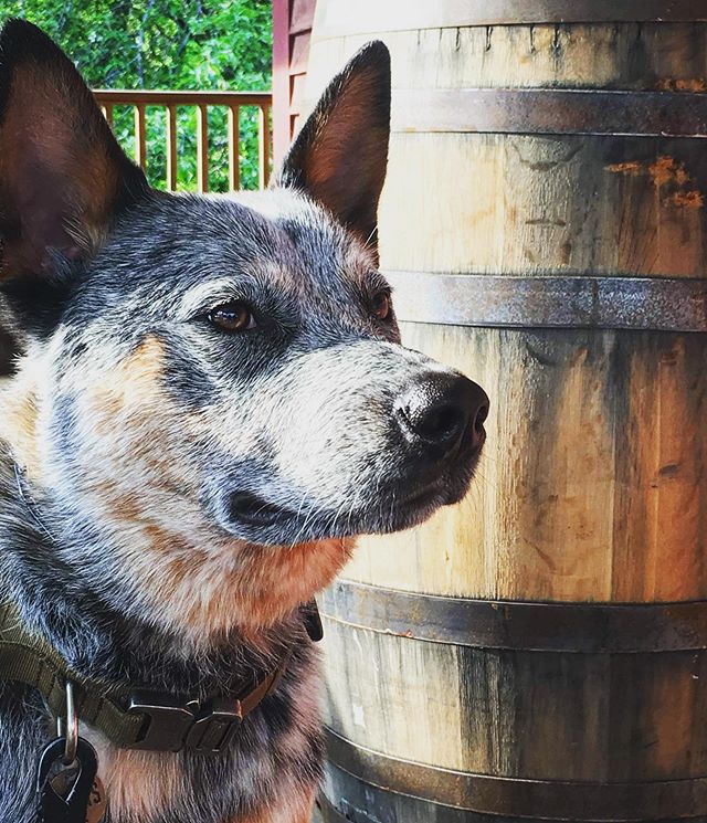 Hello, Atlas! Who wouldn’t trust the world on these handsome shoulders??
#dogfriends #haveablasty #dogsofinstagram @hello.atlas