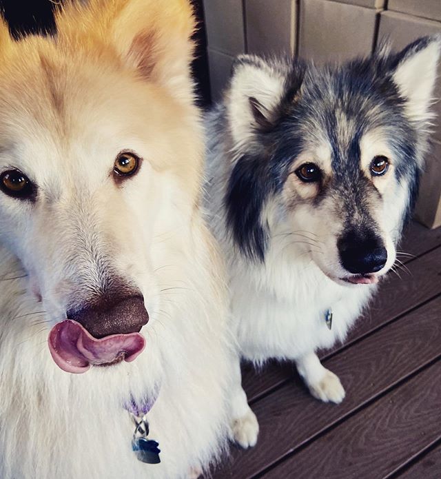 Betty and Bruce having a schnack while their hoomans have a Blasty! #haveablasty #nom #gibchimken