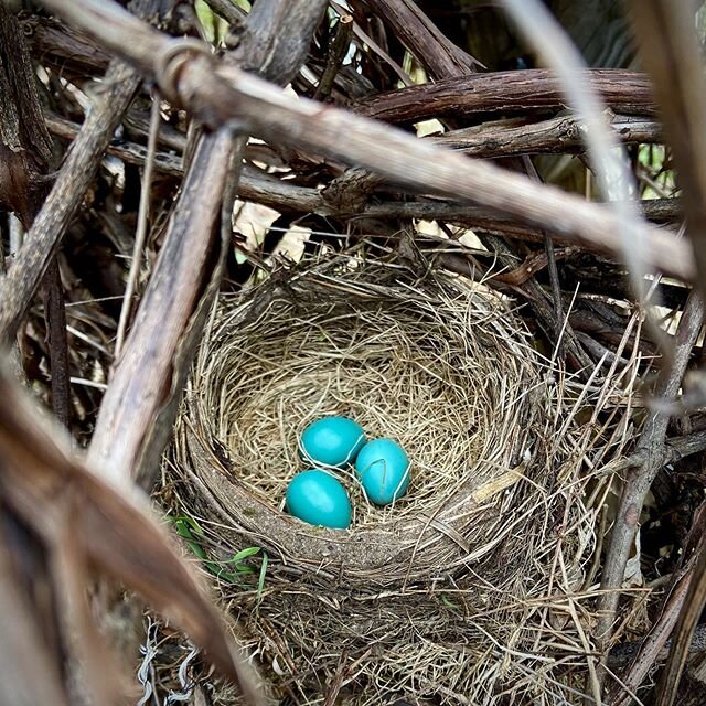 We would like to take this moment to remind you, on this snowy morning in May, that it is actually spring. At least you won&rsquo;t have to mow the grass today. Cheers. #Lovewhereyoulive #HaveABlastyAtHome #springsnow #robinseggblue #happyspring