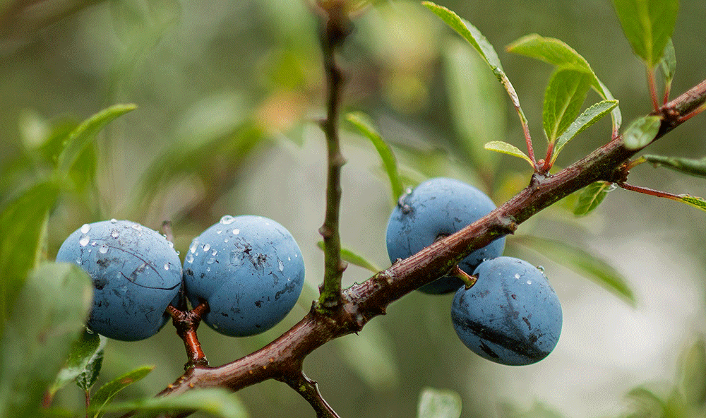 sloes_blackthorn_sloe-gin_botanical-folk.png