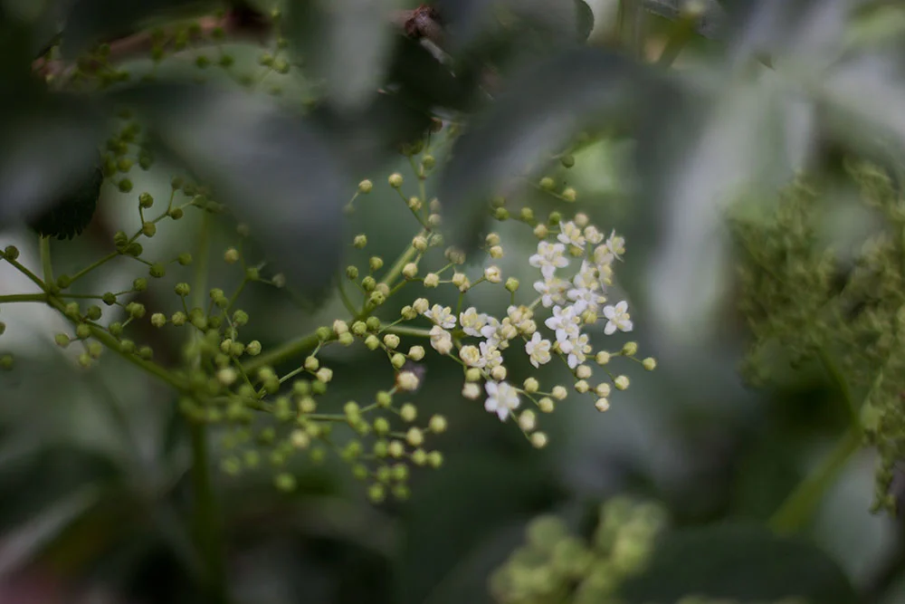 elderflower_botanical-folk.jpg