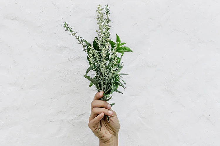 botanical-folk-weaving-plants-into-everyday-life.jpg