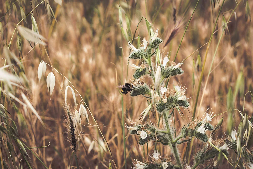 botanical-folk-environmental-policy.jpg