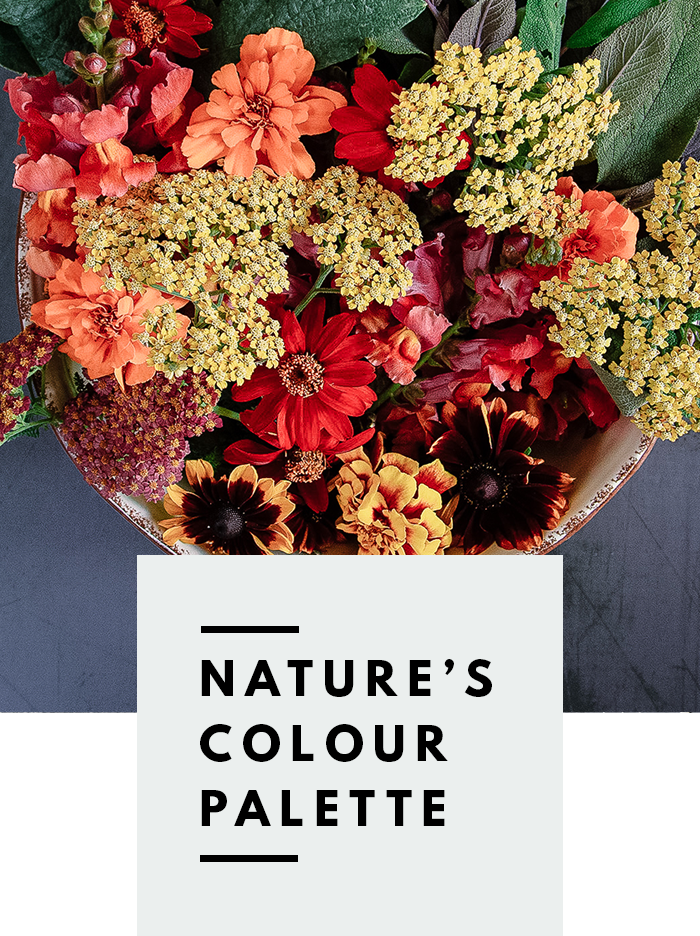 botanical-folk-natures-colour-palette-natural0-dye-plants.png